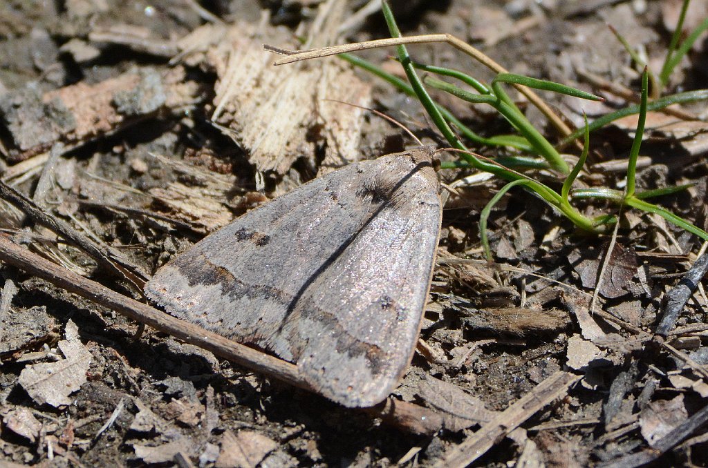 017 2015-05024538 Broad Meadow Brook, MA.JPG - Common Oak Moth (Phoberia atomaris). Broad Meadow Brook Wildlife Sanctuary, MA, 5-2-2015